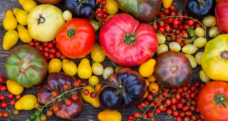 a rustic table covered with all types of colorful heirloom tomatoes